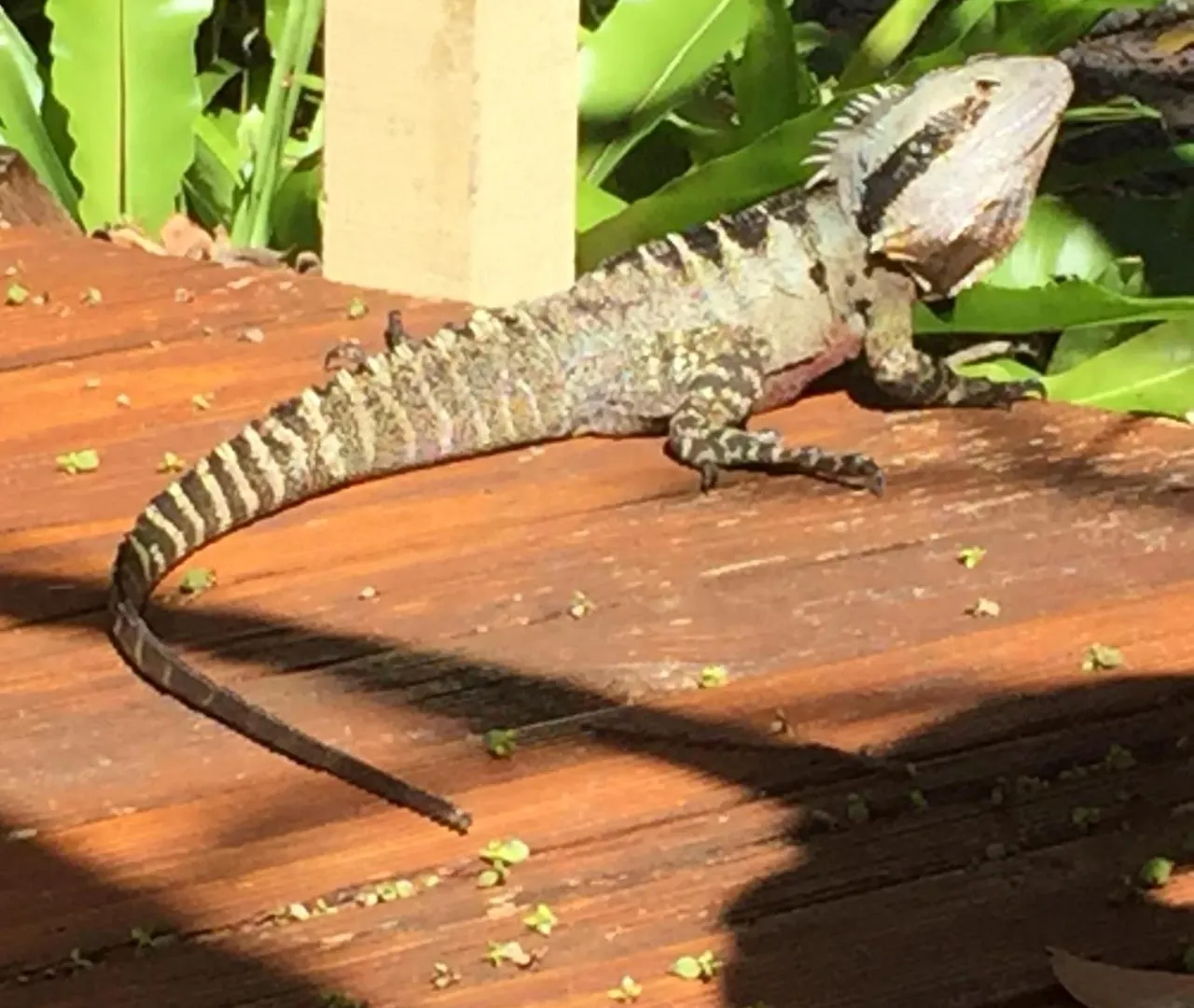 ***  Byron Bay Rainforest Resort Australien