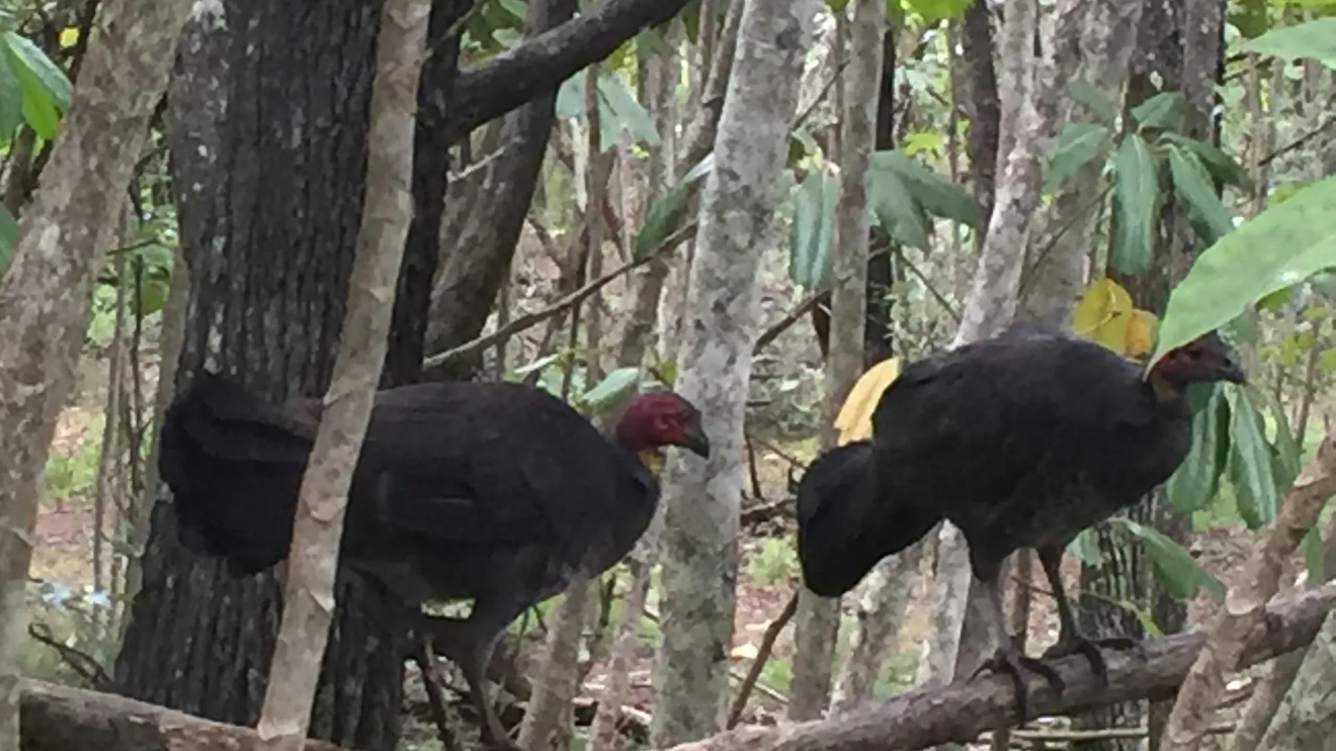 Byron Bay Rainforest Resort